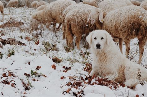 Do You Need A Sheepdog Best Sheepdog Breeds For The Farm — Jandr Pierce
