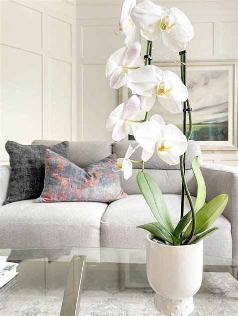 How To Care For Indoor Orchids Duke Manor Farm By Laura Janning