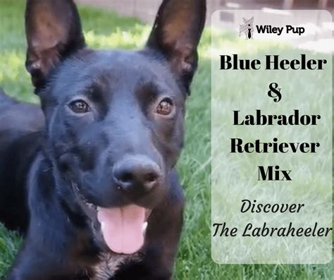 Blue Heeler Lab Mix Discover The Labraheeler