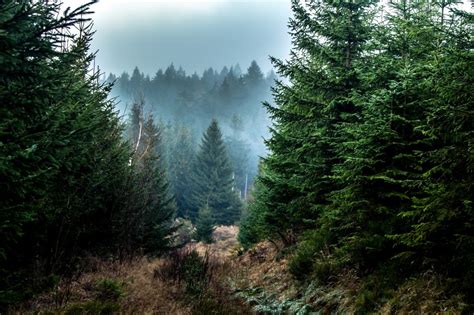 Wallpaper Spruce Forest Fog Trees Branches Hd Widescreen High
