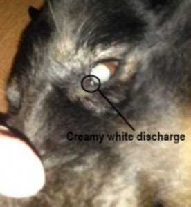 Find out the causes, symptoms, and treatments for eye injuries. Home Remedy for Dog and Cat's Crusted, Runny, or Infected ...