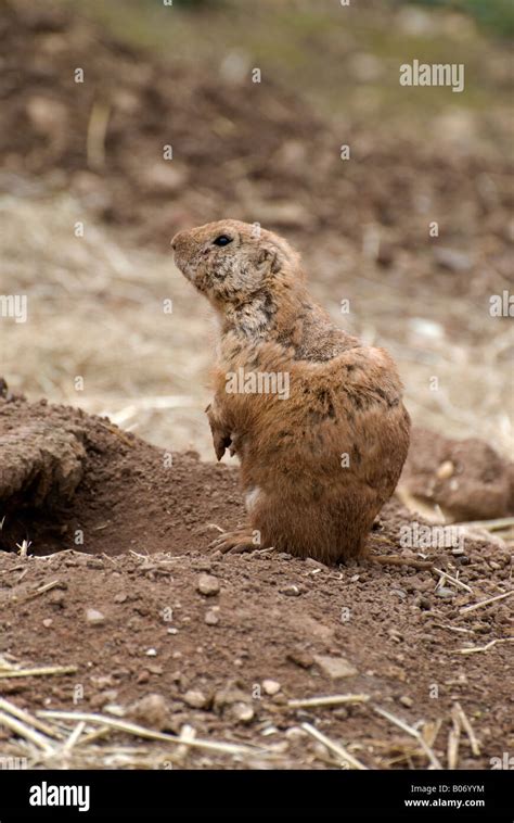 Prairie Dog Emerged From Burrow Shot 01 Standing On Guard Duty Number