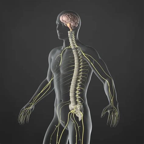 Nervous System Stock Photos Royalty Free Nervous System Images