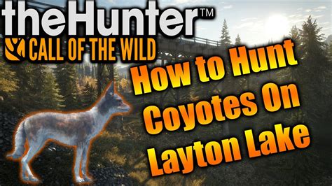 How To Hunt Coyotes In The Hunter Call Of The Wild Youtube