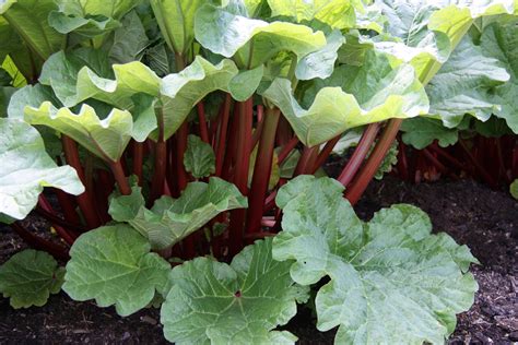 Best Way To Grow Rhubarb Crowns Which Make Delicious Desserts