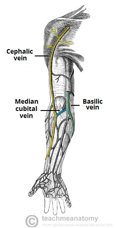 Superficial Veins Upper Extremity