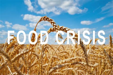 The Problem Of Food Shortage In The World Food Crisis And Crop Failure