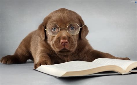 Book Glasses Puppy Labrador Dogs Wallpapers 2560x1600