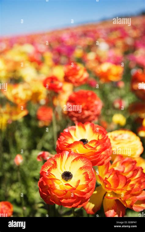 Ranunculus Flower Fields Carlsbad San Diego California Stock Photo