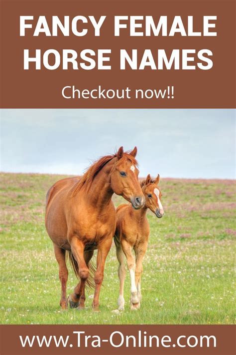 Fancy Female Horse Names Horse Names Bay Horse Horses