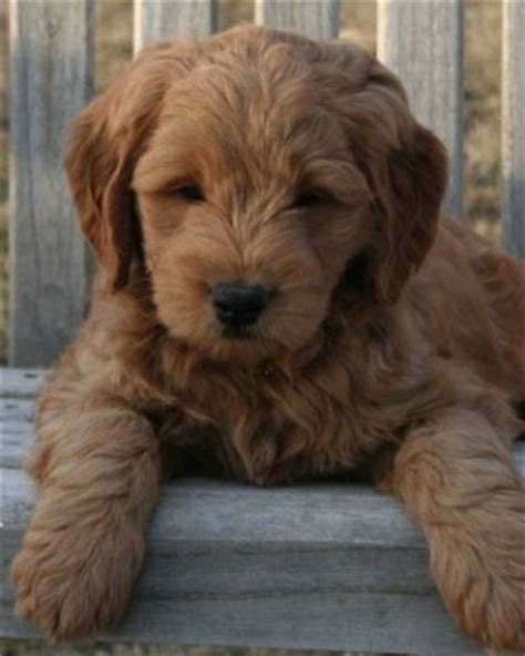 Black, white, cream, copper, gray, apricot, red and golden (most common), or combinations. F1 Mini Goldendoodle Puppies