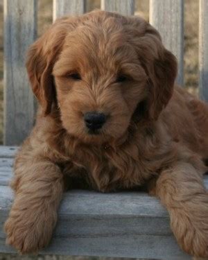 Black, white, cream, copper, gray, apricot, red and golden (most common), or combinations. F1 Mini Goldendoodle Puppies