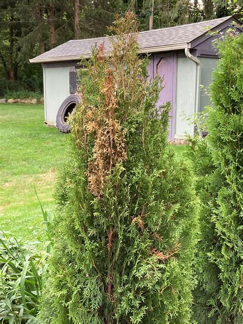 Arborvitae One Section Is Turning Brown 670600 Ask Extension