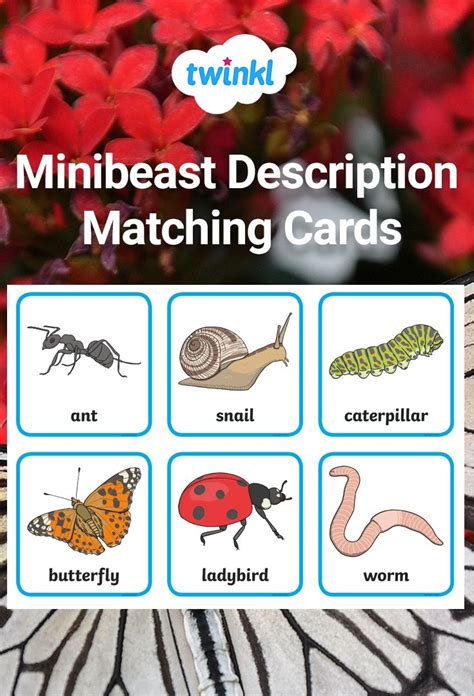 Minibeast Description Cards Matching Activity Matching Cards