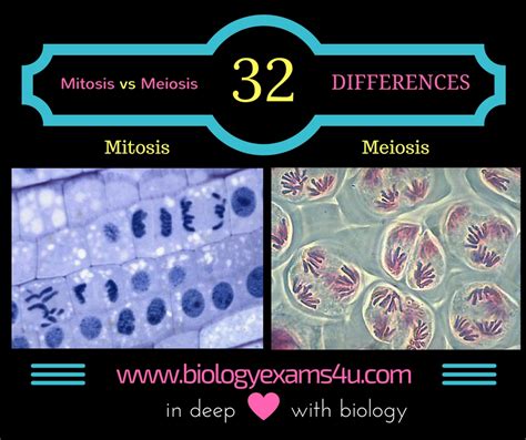In mitosis, the cell divides only once. Difference between Mitosis and Meiosis (32 Differences ...
