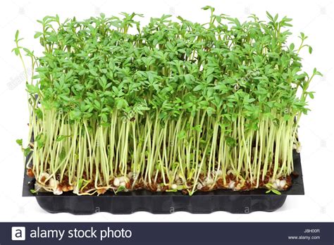 Garden Cress High Resolution Stock Photography and Images - Alamy