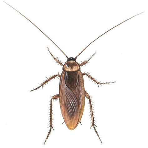 Hamam Böceği Türleri Zararları ve Kesin Çözümü Tulomsas com tr