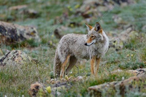 Hunting Coyote Canis Latrans Stock Image C0437394 Science Photo