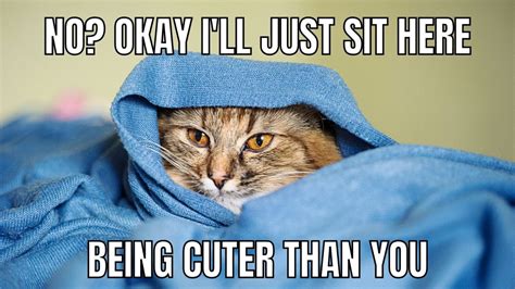 25 Funny Cat Memes To Brighten Your Day That Cuddly Cat