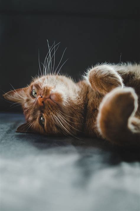 Orange Tabby Cat Lying On Gray Floor Photo Free Image On Unsplash In