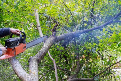 A Tree Falling In The Cut With A Chainsaw Broken The Tree After A