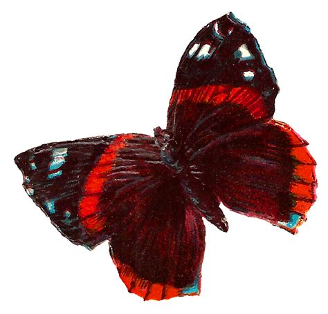 Clipart butterfly maroon, Clipart butterfly maroon Transparent FREE for download on ...