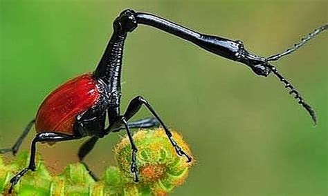 The Weirdest Bugs In The World Part 1 Small Online Class For Ages 6 9 Outschool