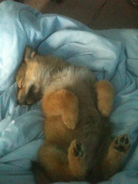 1000 Images About Sleeping Wolf Pup On Pinterest Wolves Kid And Vintage