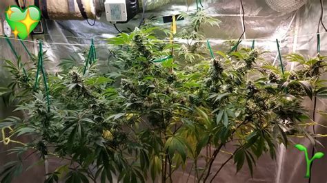 Gorilla Glue 4 Cannabis Indoor Grow Update 5 Weeks In Flower
