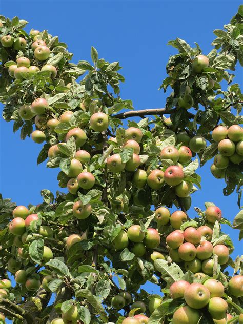 Free Photo Malus Domestica Apple Tree Fruit Branch Apples Ripe