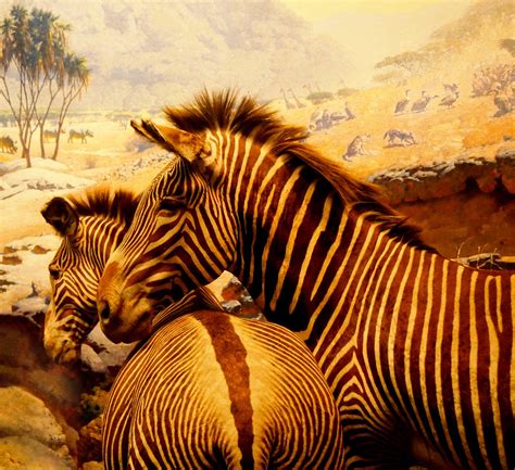 Zebra Crossing Carl Akeley Hall Of African Mammals Americ Flickr