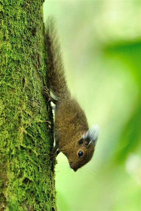 A Small Brown Animal Climbing Up The Side Of A Moss Covered Tree Trunk