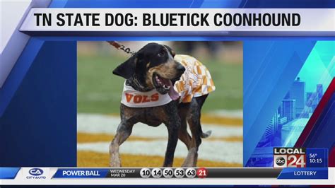 The Bluetick Coonhound Is Officially Tennessees State Dog Youtube