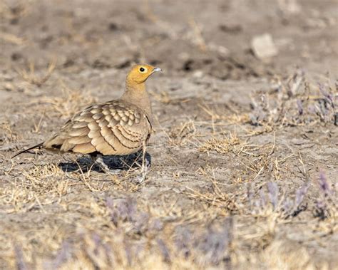 A Camouflage Sand Grouse Stock Photo Image Of Avian 271125218