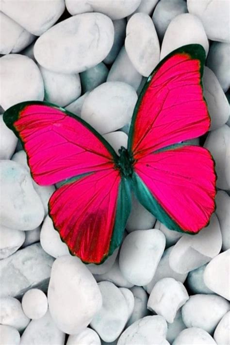 Pink Butterfly Iphone Wallpaper Bing Images Beautiful Butterflies