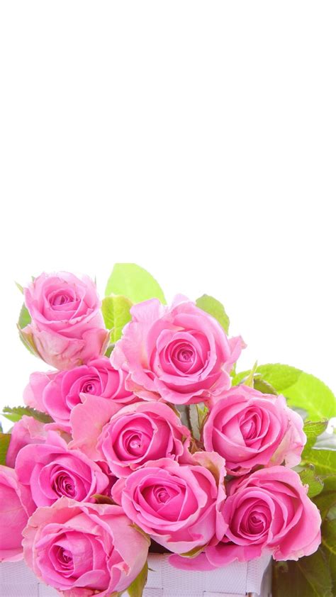 Pink Roses Flower Wallpaper For Iphone 2020 3d Iphone