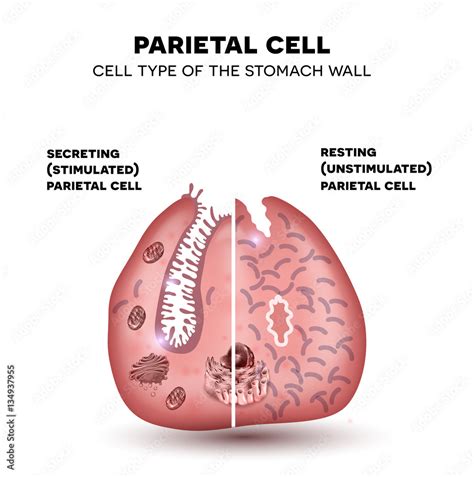 Parietal Cell Of The Stomach Wall Located In The Gastric Glands