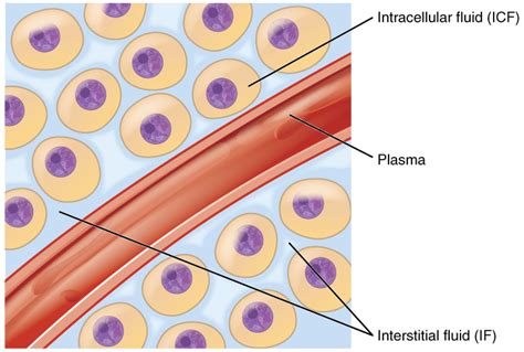 Body Fluids And Fluid Compartments · Anatomy And Physiology