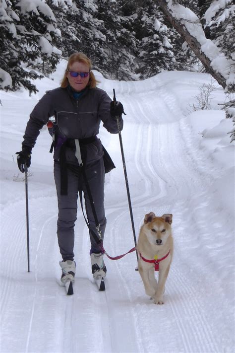 Skiing With Your Dog Skierbobca