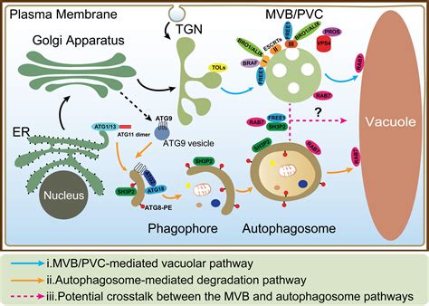 Frontiers The Multivesicular Body And Autophagosome Pathways In Plants