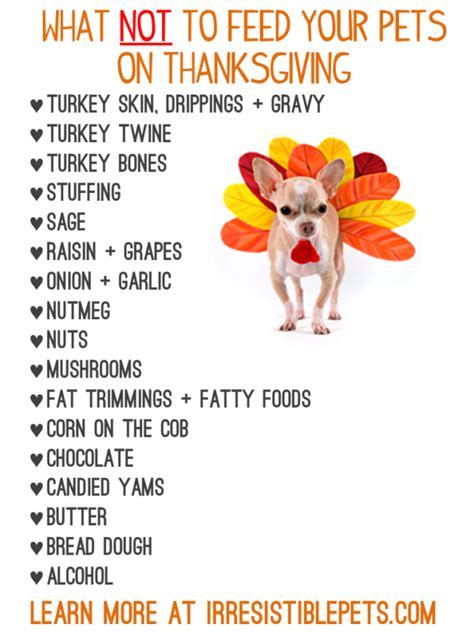 Thanksgiving Food For Dogs And Cats Irresistible Pets Pet Hacks