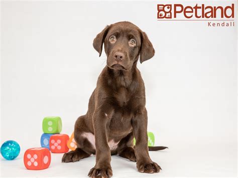 If you are in the market for a new pet then you should consider looking into how to adopt a labrador puppy. 57 Best Pictures Lab Puppies Florida Craigslist : Corgi puppies for sale craigslist florida ...