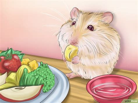 Learn how to care for dwarf hamsters in captivity with our complete dwarf hamster care guide. How to Care for Roborovski Hamsters (with Pictures ...