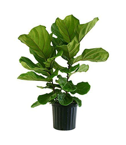 Ficus Pandurata In Pot Delray Live Indoor Plants Plants Indoor Plants