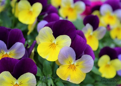So Many Purple And Yellow Pansies By Ladysnowangel Pansies Viola