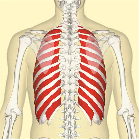 Muscles Of Respiration New Health Advisor