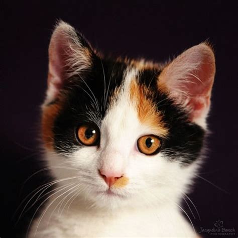 865 Best Calico Cats And Kittens Images On Pinterest