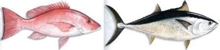 Menurut hurlock (dalam sianawati,dkk, 1992) meskipun perkembangan peserta didik melewati pentahapan yang tetap, namun usia mereka dalam mencapai tahapan tertentu berbeda menurut tingkat perkembangan. Pengertian Ikan Menurut Peraturan Perundang-Undangan.