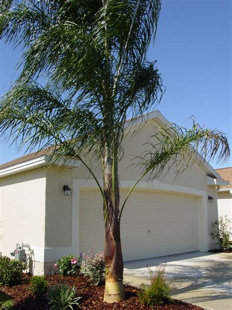 Queen Palm I Have Three And They Are Gorgeous About 20ft Tall Now