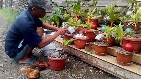 Harga bonsai ini berkisar antara. Cara Membuat Bonsai Kelapa - YouTube